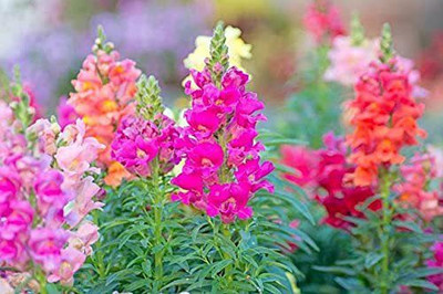 ACCELCROP Antirrhinum Rocket Mix Flower Seed(10 per packet)