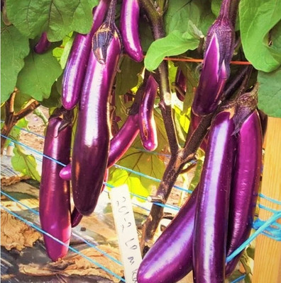 UGRA Brinjal Seed(1000 per packet)