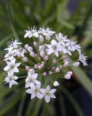 VibeX ® LXI-335 Chinese Chive Seeds Leek Seeds Seed(500 per packet)