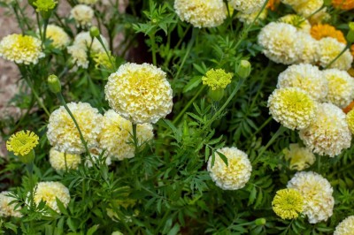 Audhav Marigold Inca F1 Hybrid White Flower Seeds For Planting Seed(20 per packet)