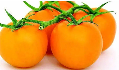 CYBEXIS Jubilee Tomatoes2000 Seeds Seed(2000 per packet)