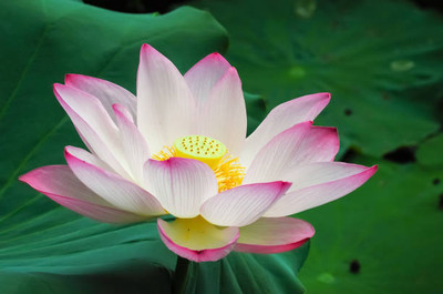 SSPLANTS lotus,kamal gatta Seed(15 per packet)