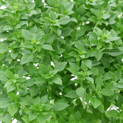 Biosnyg Basil Gardening Seeds - Dwarf Greek-[1000 Seeds] Seed(1000 per packet)