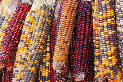 Qualtivate TLX-118 Indian Ornamental Count Corn Seeds Seed(500 per packet)