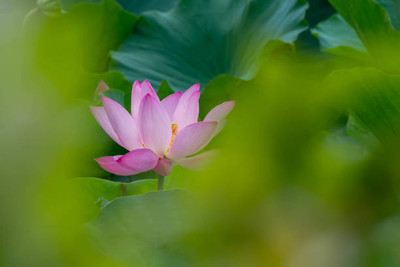 oiver lotus,kamal gatta Seed(15 per packet)