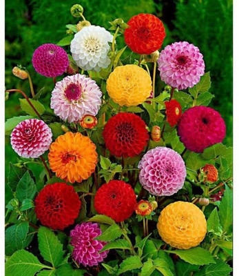 STYA SONS DAHLIA Seed(35 per packet)