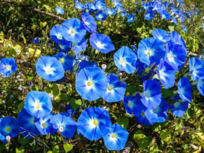 ACCELCROP Morning glory/ipomoea triloba flower Seed(60 per packet)
