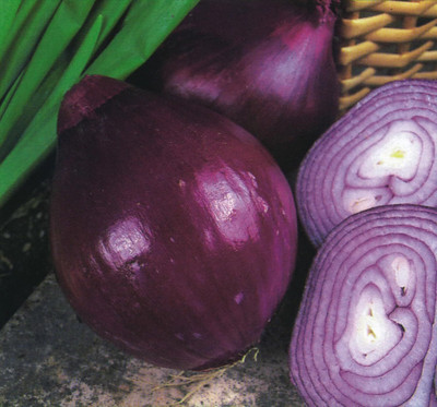 KNESSiN Heirloom Red Brunswick Onion Seeds for Home Gardening-(1200 Seeds) Seed(1200 per packet)
