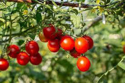 XOLDAA hybrid f1 quality tomato seeds Seed(60 per packet)