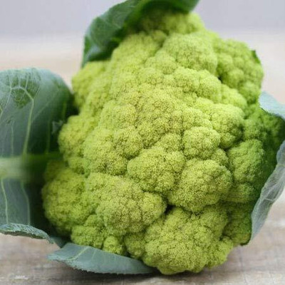 WILLVINE GREEN CAULIFLOWER MACERATA Seed(3000 per packet)