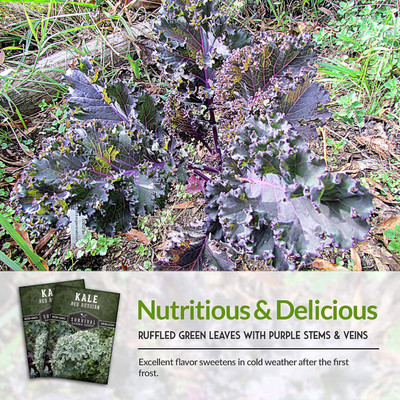 WILLVINE AMR -IX Red Russian Kale Seed [25g] Seed(7500 per packet)