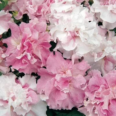 Qualtivate XLR-204 Petunia Seeds - Double Cascade Orchid Mist Seeds Seed(50 per packet)