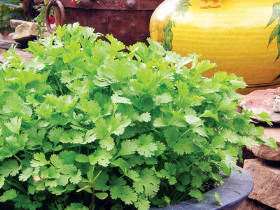 KNESSiN Coriander (Dhaniya) - Coriander Herb-{2000 Seeds} Seed(2000 per packet)