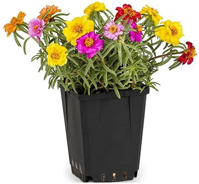 Aro Portulaca Seed(70 per packet)