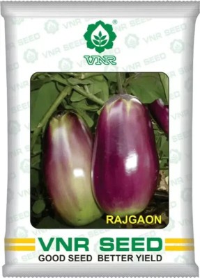 NV LIVE RAJGAON hybrid brinjal Seed Seed(20 per packet)