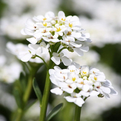 Epazo Allysum Snow White, Allysum Seed(98 per packet)