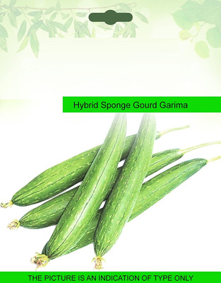 Qualtivate AXL-1AT Sponge Gourd Tori Seed Seed(50 per packet)