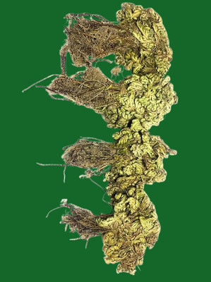 Hench sanjivani booti Seed(1 per packet)