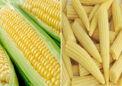 LPR SWEET CORN Seed(100 per packet)