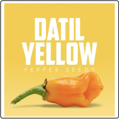 KNESSiN High Germination Yellow Datil Pepper Vegetable Seeds For Planting-(1200 Seeds) Seed(1200 per packet)