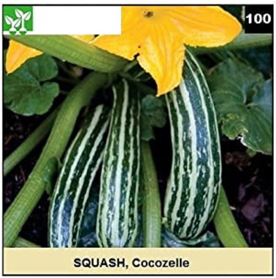 CYBEXIS COCOZELLE SQUASH-50 Seeds Seed(50 per packet)