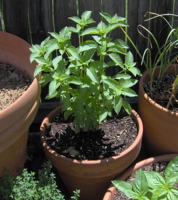 VibeX ® VMR-23 Organic Lime Basil Seeds Seed(1000 per packet)