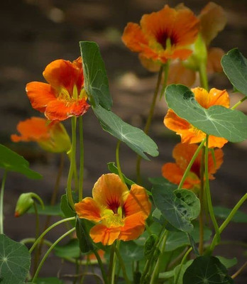 Aywal Nasturtium Mix Color Flower Seed(21 per packet)