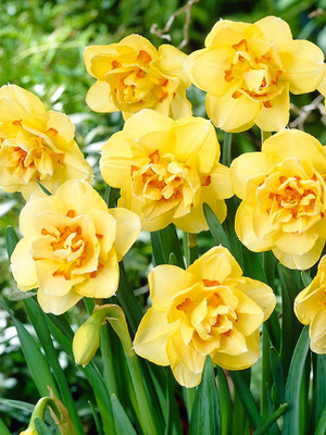 Audbhidhi Daffodil Winter Flower Bulbs for Garden Seed(5 per packet)