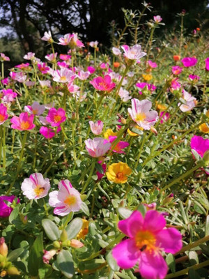 Lorvox 9'0 Clock Flower Seed(135 per packet)