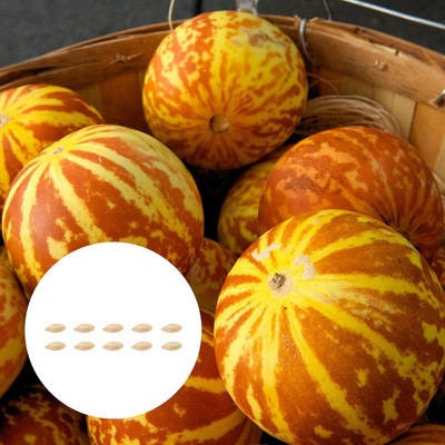 KNESSiN Tigger Melon Pumpkin Seed(400 per packet)