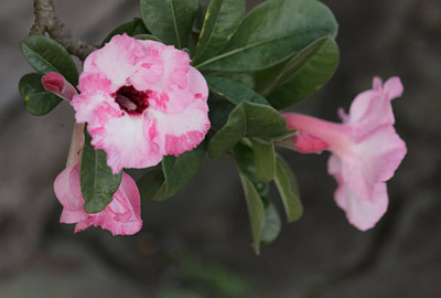 XOLDAA balsam frower Seed(15 per packet)