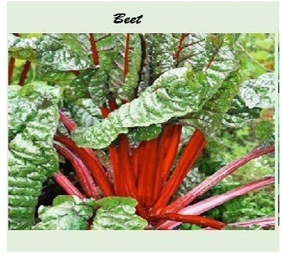 CYBEXIS Beetroot500 Seeds Seed(500 per packet)