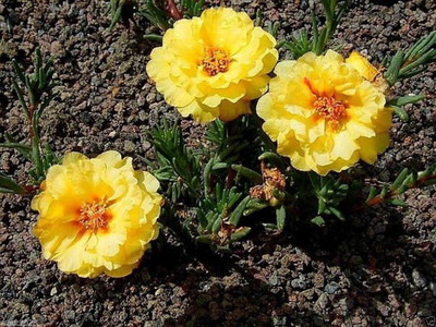 CYBEXIS TLX-41 - Moss Rose - Yellow Portulaca - (900 Seeds) Seed(900 per packet)