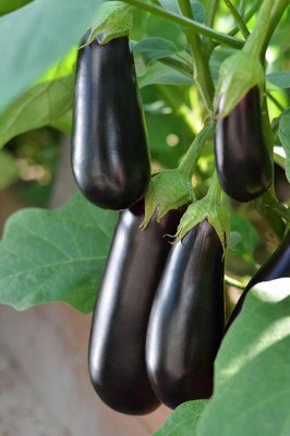 the green dotcom Black Brinjal Vegetable Seed(50 per packet)
