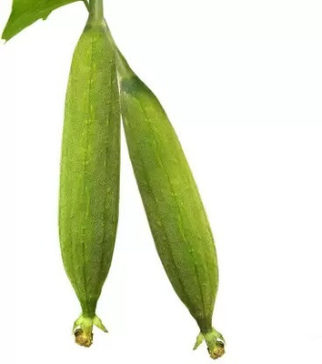 Aro Sponge Gourd, Luffa Seed(40 per packet)