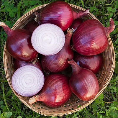 Biosnyg Fast Growing Red Baron Onion Seeds For Gardening-(750 Seeds) Seed(750 per packet)