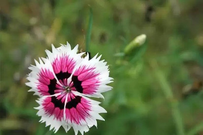 Aro Dianthus Seed(150 per packet)