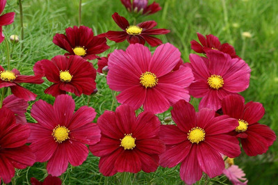 CYBEXIS GBPUT-78 - Dazzler Cosmos Flower - (270 Seeds) Seed(270 per packet)