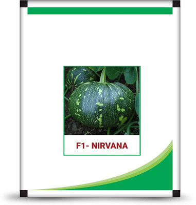 CYBEXIS TLX-75 - Pumpkin Nirvana F1 | Kaddu Ke Beej - (100 Seeds) Seed(100 per packet)