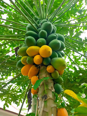 the green dotcom Red lady papaya original Seed(900 per packet)