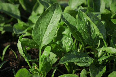 AFARTIOBINA 102 PCS SPINACH SEEDS-A02 Seed(102 per packet)