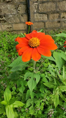 MWHY Tithonia Flower Seed(25 per packet)