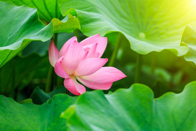 WYCAL lotus,kamal gatta Seed(11 per packet)