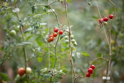 Shree Ganga Enterprise tomato Seed(100 per packet)