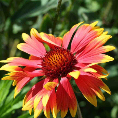 Quentova Gaillardia Aristata-AHS-3S Seed(75 per packet)