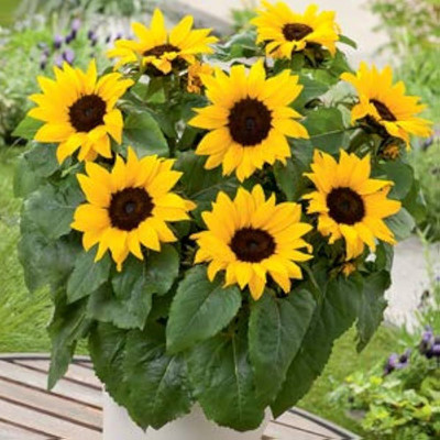 ibains Mix seed and sunflower Seed(63 per packet)