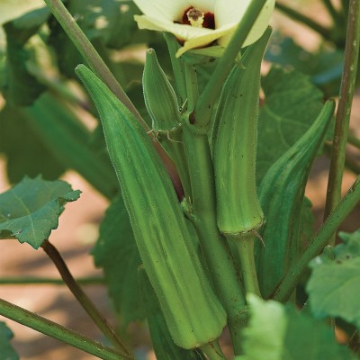 Quentova Organic Clemson Spineless Okra Vegetable Seed-VK-9F Seed(250 per packet)