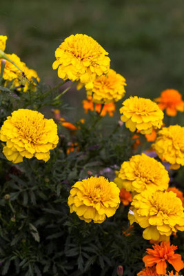 QALANDAR marigold/gende ka phool flower seeds Seed(50 per packet)