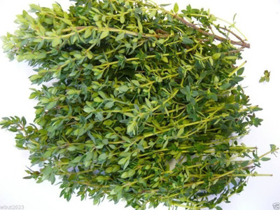 WILLVINE LX-74 Organic English Thyme Seeds Seed(400 per packet)