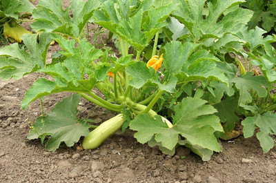 Qualtivate PUA-3A Summer Squash, Zucchini Trieste White Seed(30 per packet)